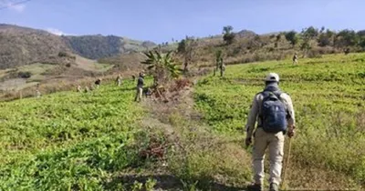 manipur  45 acres of illegal poppy plantations burnt down in ukhrul