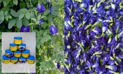 tripura shg prepared organic ‘blue tea’ awaiting grand market entry