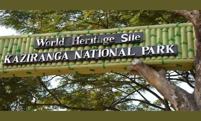 assam  79 orchid species found in kaziranga national park