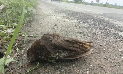 assam  black kite found dead on nh 37 in tinsukia