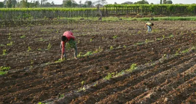 manipur cabinet approves rs 1 33 crore for farmers affected by ethnic conflict