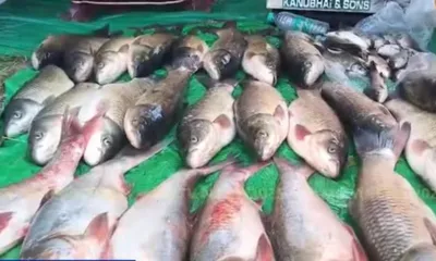 ningol chakkouba 2025  fish worth rs 4 5 cr sold at manipur s annual fish fair