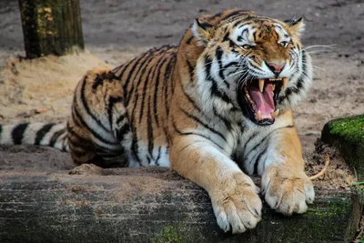 tiger roaming inside manit campus in bhopal trapped