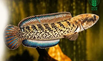 india breeds assam’s native fish  reducing pressure on wild stocks