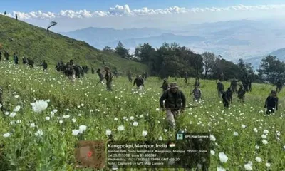 manipur  190 acres of poppy plantation destroyed in kangpokpi