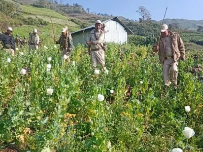 manipur  110 acres of poppy cultivation destroyed in ukhrul