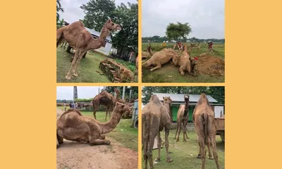 dhubri police rescue 14 camels trafficked from rajasthan to assam