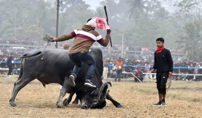 assam  peta takes buffalo  bulbul fights to gauhati hc