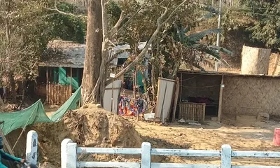 assam  sacred adivasi tree in doomdooma faces threat from nh 37 bridge project