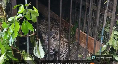 assam  female leopard trapped in margherita after days of concern among residents