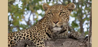 assam  leopard captured in duliajan  villagers on high alert
