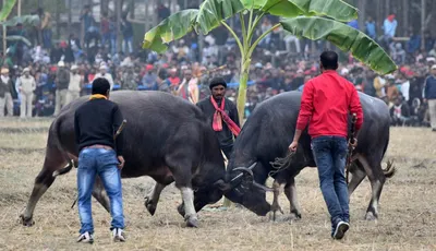 assam  peta takes buffalo  bulbul fights to gauhati hc