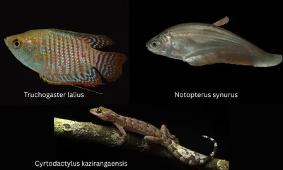 assam kaziranga’s hidden world revealed  new surveys uncover 77 fish  108 herpetofaunal species