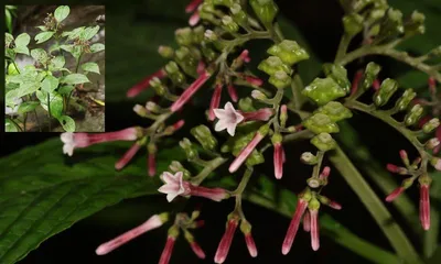 new plant species discovered in mizoram’s murlen national park