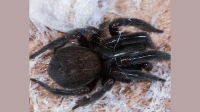 assam  7 year old girl dies from spider bite in tinsukia