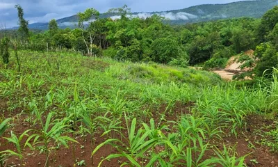 first of its kind fungal threat detected in meghalaya’s ginger fields