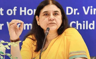 maneka gandhi accuses iskcon of selling cows to butchers  authorities deny allegations