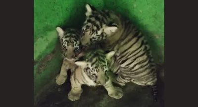 tripura  royal bengal tiger triplets born at sepahijala zoo