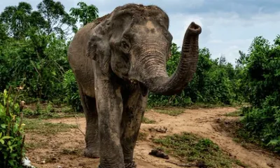 assam  injured captive elephant  mangal singh  goes missing  activists allege treatment delay