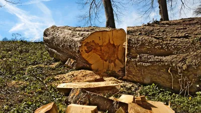 assam  ngt takes notice of felling 2000 trees for highway project