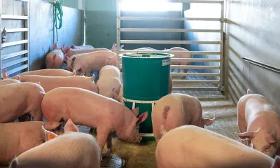 manipur  african swine fever detected in kakching  churachandpur  pork sale banned