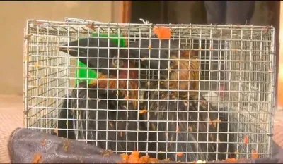 assam  52 exotic birds and animals rescued in hailakandi  two smugglers held