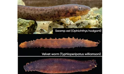 arunachal  elusive swamp eel  velvet worm rediscovered after a century