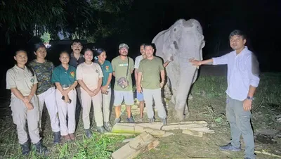 assam s injured elephant maniki sent home with strict care instructions