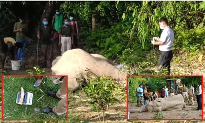 assam  carcass of 8 year old wild tusker found in digboi