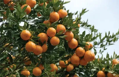 meghalaya exports 20 metric tons of khasi mandarin oranges to dubai