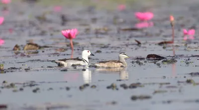 census records 11 689 water birds of 223 species in six assam wetlands