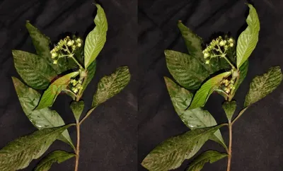 rare plant mycetia malayana discovered in tripura for first time in india