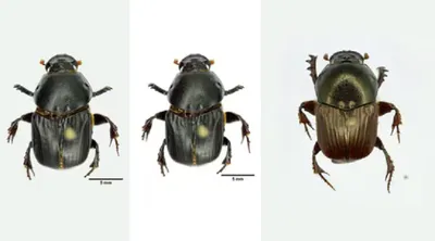 3 new dung beetles species found in assam and karnataka