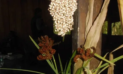 ancient millets could boost climate resilience and food security in northeast india  study
