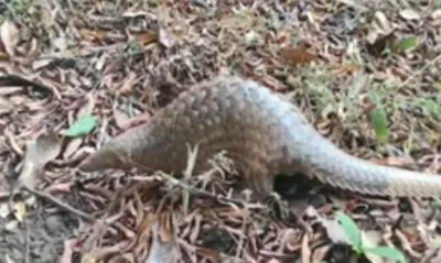 assam  wildlife smugglers arrested  pangolin scale seized in goalpara