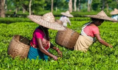 assam  west bengal tea bodies urge pm to withdraw 50  mandatory auction rule