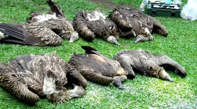 assam  9 vultures die of suspected poisoning in dhakuakhana
