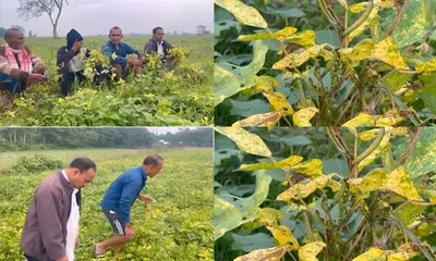 assam  unknown disease damages pulses farming in dhakuakhana