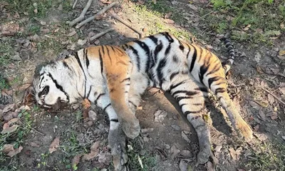 assam  female royal bengal tiger found dead in kaziranga  suspected infighting cited