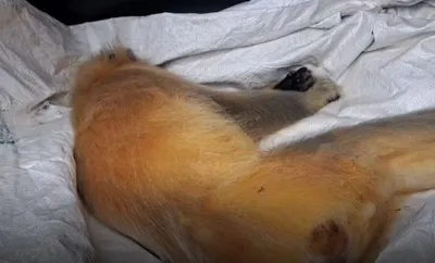 assam  golden langur dies of electrocution in raimona national park  another injured