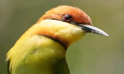 assam  climate change threatens vibrant birdlife  global ecosystems