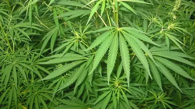 tripura opposition leader bats for legalisation of ganja cultivation