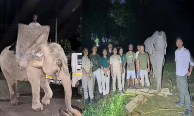 from pain to peace  elephant maniki rescued after year of abuse in assam