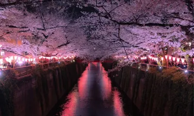 shillong cherry blossom festival 2025  meghalaya cm conrad sangma unveils star studded lineup