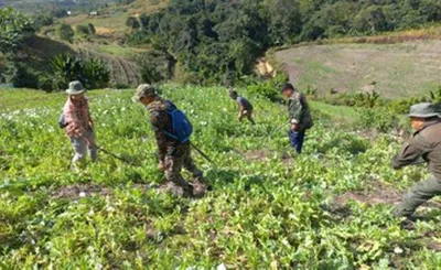 manipur  illegal poppy plantation destroyed in churachandpur