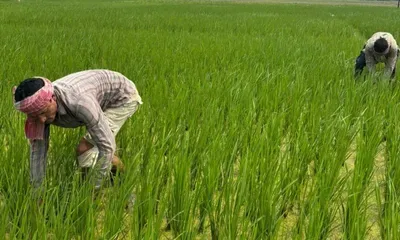 tripura exports 3 mt of organic kaalikhasa  harinarayan paddy to kolkata
