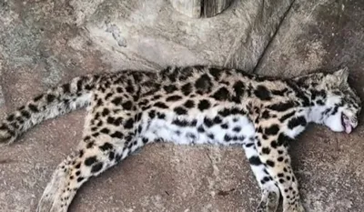manipur  speeding vehicle kills leopard cat in bishnupur