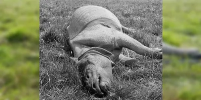 assam  rhino carcass found in nagaon  horn intact