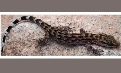 assam  new bent toed gecko species discovered in dima hasao forests