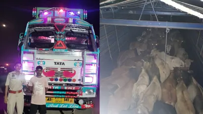 assam  one arrested with 42 cattle meant for smuggling in guwahati s jorabat